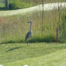 ENVIRONMENT AND ECOLOGY